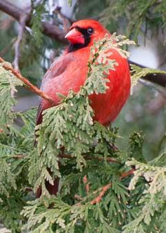 Cardinal, Mississauga, Ontario