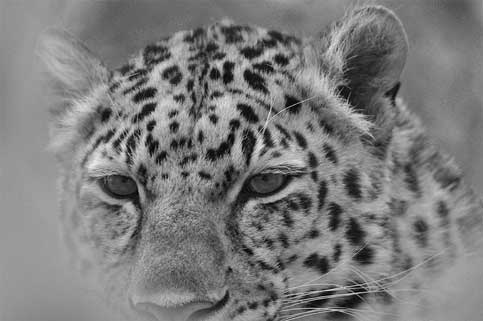 Leopard, Jungle Cat World Wildlife Park